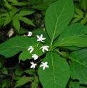 Cynanchum ascyrifolium 