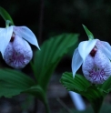 Cypripedium formosanum