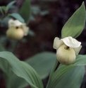 Cypripedium flavum