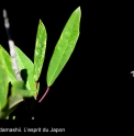 Daphniphyllum teijsmannii 'Hisame'