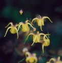 Epimedium davidii