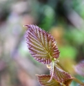 Davidia involucrata 'Crimson Spring'