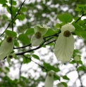 Davidia involucrata (arbre aux mouchoirs)