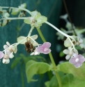 Deinanthe bifida BSWJ5655