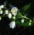 Deutzia floribunda