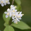 Deutzia parviflora