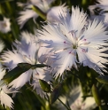 Dianthus anatolicus 