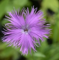 Dianthus pygmaeus CMBTW1678