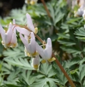 Dicentra cucullaria 'Carl Gehenio' 