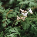 Dicentra cucullaria