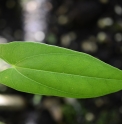 Dioscorea matsudae