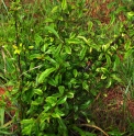 Diospyros cathayensis 