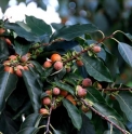 Diospyros japonica