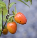 Diospyros rhombifolia CMBJP1777