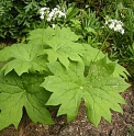 Diphylleia cymosa