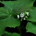 Diphylleia sinensis 
