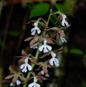 Calanthe discolor