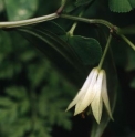 Disporum bodinieri CBCH819