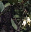 Disporum longistylum 'Night Heron'