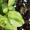 Disporum longistylum 'Winter Sun'