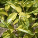 Disporum smilacinum 'Moon Shine'