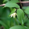 Disporum smilacinum