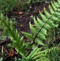 Dryopteris wallichiana