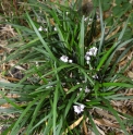 Ophiopogon intermedius CBJP1099