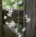 Clematis grata CMBTW1729