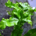 Asplenium scolopendrium 'cristatum'