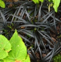 Ophiopogon planiscapus 'Niger'