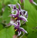 Epimedium zhushanense CC02885