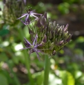 Allium christophii