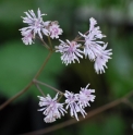 Thalictrum ichangense 