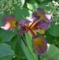 Iris spuria 'Countess Zeppelin'