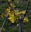 Cornus officinalis