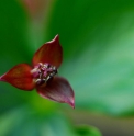 Trillium smallii