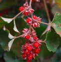 Rubus buergeri