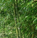 Phyllostachys edulis 'Gracilis'