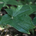 Epimedium diphyllum 'Kaeru ba'