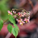 Epimedium alpinum