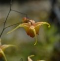 Epimedium 'Amber Queen'