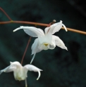 Epimedium 'Arctic Wings'