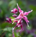 Epimedium grandiflorum 'Beni Chidori'