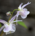 Epimedium 'Beni Gomoro'