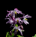 Epimedium 'Fukujuji'