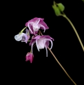 Epimedium grandiflorum 'Bicolor Giant'