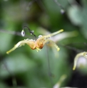 Epimedium 'Bieke'