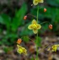 Epimedium 'Black Sea'