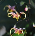 Epimedium 'Calion'